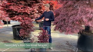 Twombly's Red Sentinel Japanese Maple from Conifer Kingdom