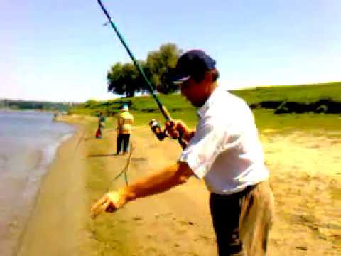 Fishing mackerel (kipper, hardtail) on Danube