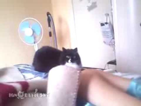 Cat Hates the peace sign