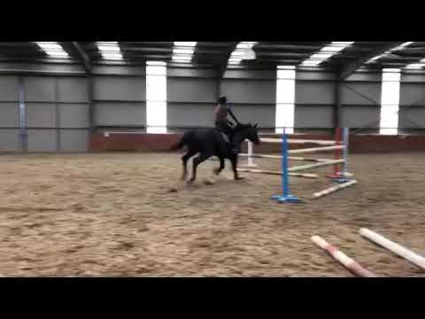 IDS - stallion by Arezzo VDL x Voltaire