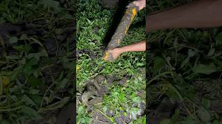 So many catfish inside the pvc pipeline #fishing #fish