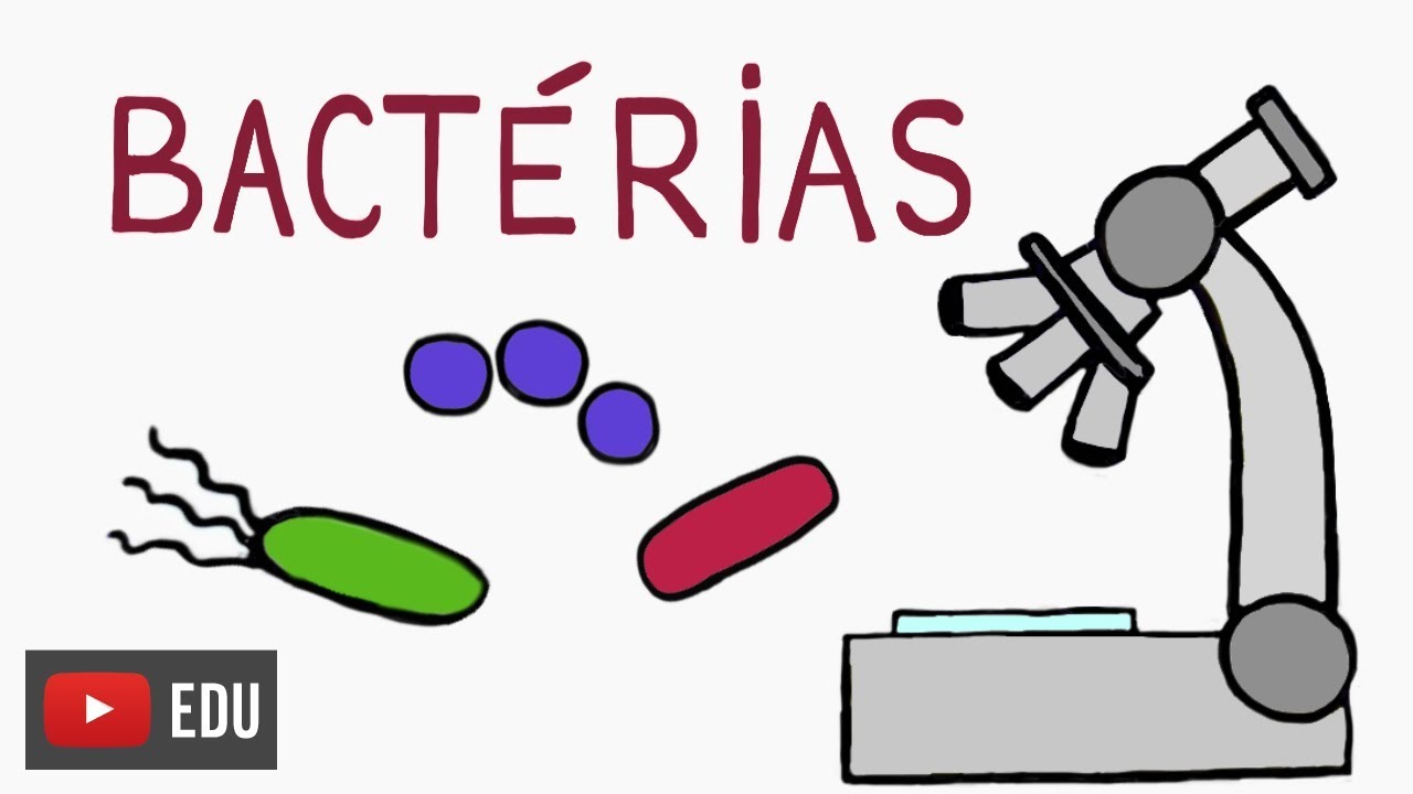 Bactérias: o que são onde vivem o que fazem #InstanteBiotec 63