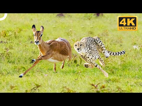 Incredible Speed! 😱 Watch As Cheetah Chases Antelope Through Savannah | 4K Animal Documentary