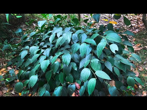 Panduru Pepper Tree (Piper Nigrum)
