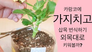 카랑코에 번식과 삽목| 카랑코에 가지치기
