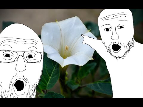 Wrota piekieł, czyli głupota + bieluń (datura) - trip raport po polsku