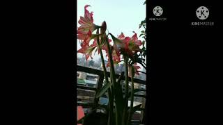 TRIP TO ALISAN MOUNTAIN PART 1😍 with my friends😘😘😘 (ofw 🇹🇼)