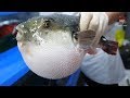 복어장인의 독 제거, 복어 손질, 복어회 / ふぐ, 河豚, Puffer fish, blowfish, pupperfish toxic cleaning 복어장인의 독 제거, 복어 손질, 복어회 / ふぐ, 河豚, Puffer fish, blowfish, pupperfish toxic cleaning