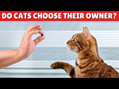 How Is A Cat Choosing You? 😼