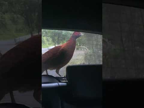 ヤマドリマウラについて詳しく解説