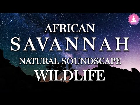 African Night at Waterhole ~ Natural Soundscape with Wildlife Sounds for Relaxed Body and Mind