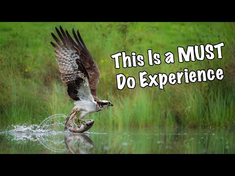 Wildlife photography : Osprey on the hunt
