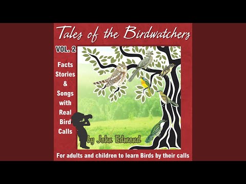 Yellow Fronted Tinker Bird