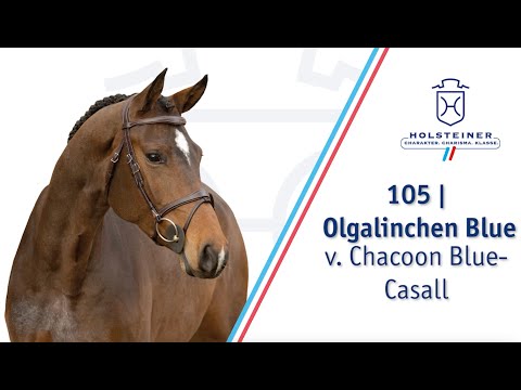 Holsteiner Elite-Reitpferdeauktion: Nr. 105 | Olgalinchen Blue | Auftaktpräsentation 24.11. 2025