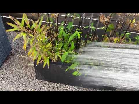 aménagement-jardin-japonais-bonsaï-végétation-luxuriante