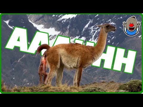 If animals could talk | funny animal videos