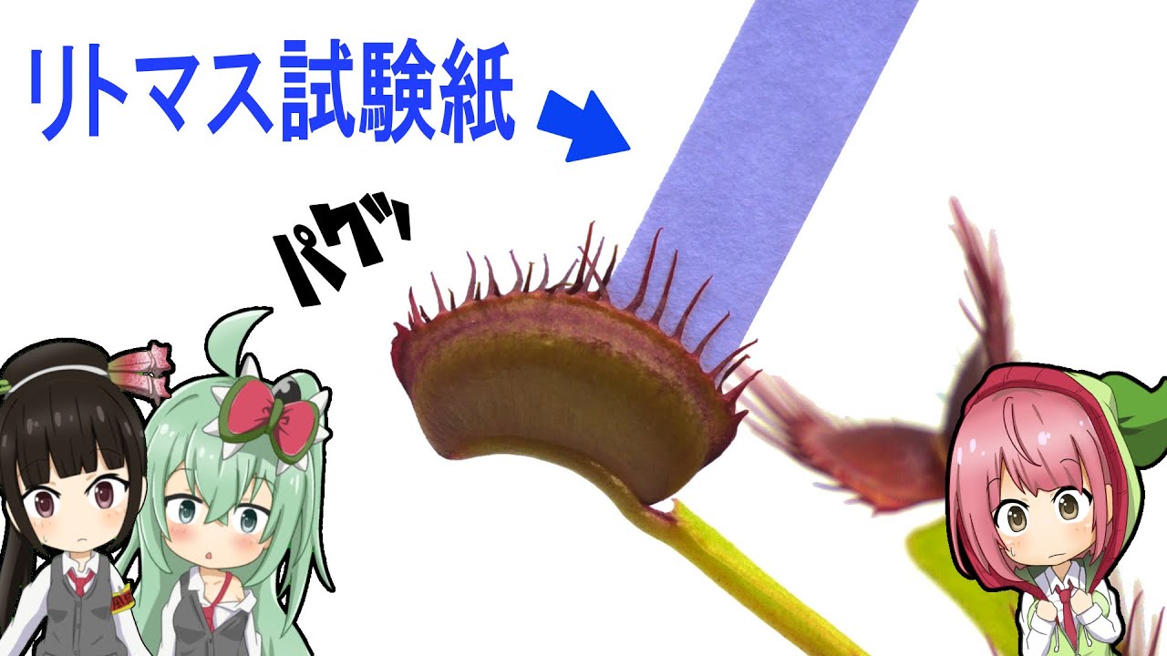 【実験】食虫植物 ハエトリソウにリトマス試験紙を食べさせたら…消化液で色は変わる？変わらない？【食虫植物TV】