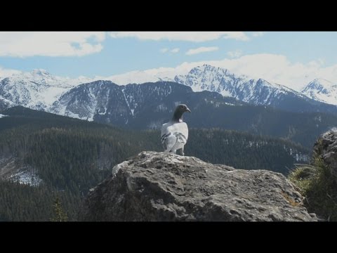 SKWARA aka eSWu - Wagabunda prod. Zeus (Official Video)