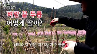 낭떠러지 끝에 달린 두릅 따는 방법 / 두릅 먹고 실성 했나봐요