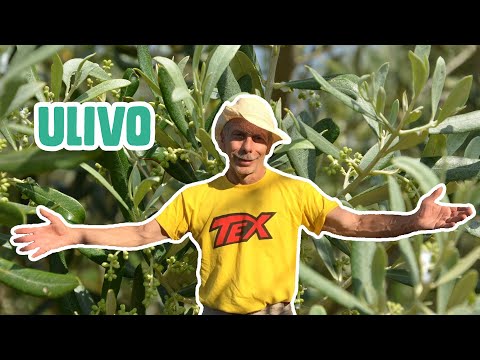 GIOVA LOVES NATURE 🌳 - Ep.8 - L'ULIVO, il più saggio degli alberi