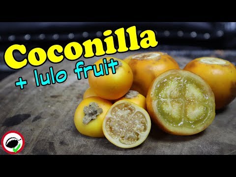 COCONILLA & LULO Fruit Review - Weird Fruit Explorer Ep. 354