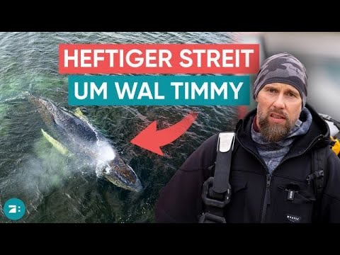 Video Thumbnail: Wal-Drama in der Ostsee: Warum es plötzlich Streit wegen Timmy gab | :DECODED