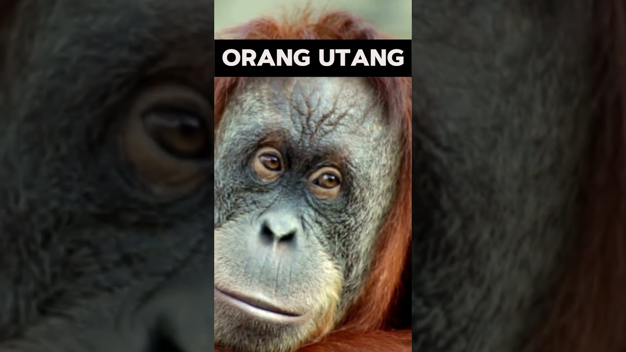 Penerjemahan - TARJAMAH - 2