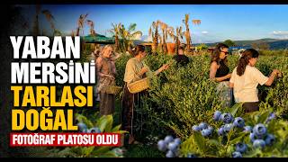 Kendi Sepetini Alan Bahçeye Koştu Yaban Mersini Hasadına Yoğun İlgi