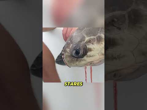 This Turtle Came Back Alive#SeaTurtle #Turtle #Ocean