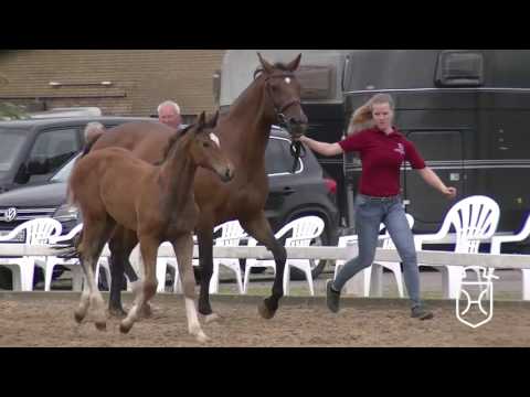 B016 Stutfohlen von Barcley - Altini - Campesino