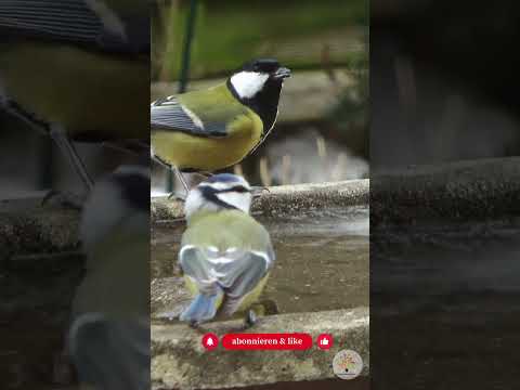 Kohlmeise oder Blaumeise? 1 Blick reicht (30-Sekunden-Trick) - Gartenexpedition #shorts