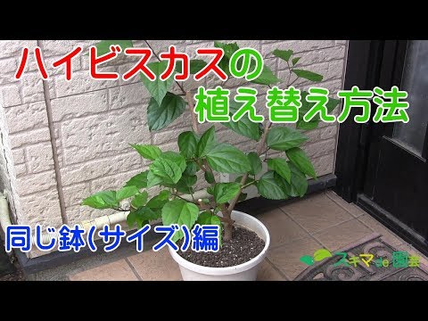 ハイビスカス・モスケート、スワンプ・ハイビスカス