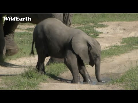 Baby Elephant in a Puddle
