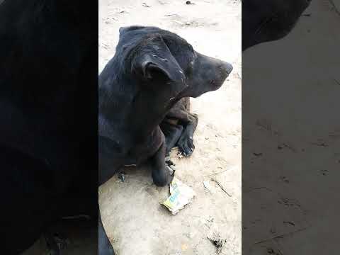 May 2, 2025.  dog 🐶🐕 zaoroor paale 💚❤️🌹🌹🐕🐶🐕