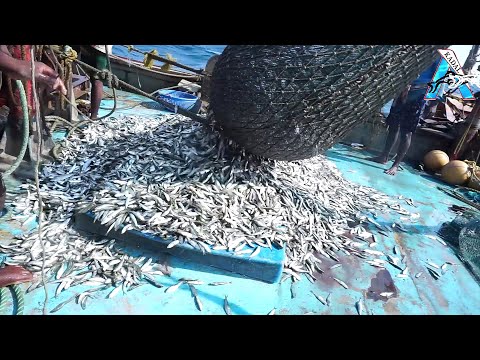 Amazing Automatic Longline Fishing Net Catch Giant Fish - Awesome big catching on the sea @FISH_TV