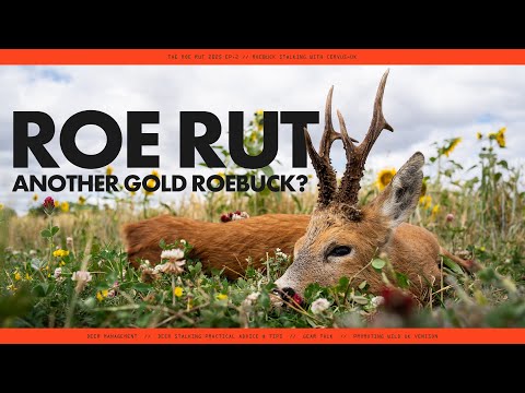 ROE RUT 25: Another GOLD MEDAL Roebuck?