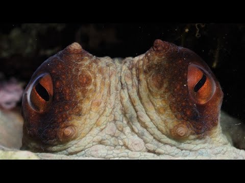 Convergent Evolution