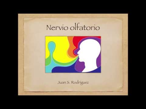 Cranial nerve 1: Olfactory nerve