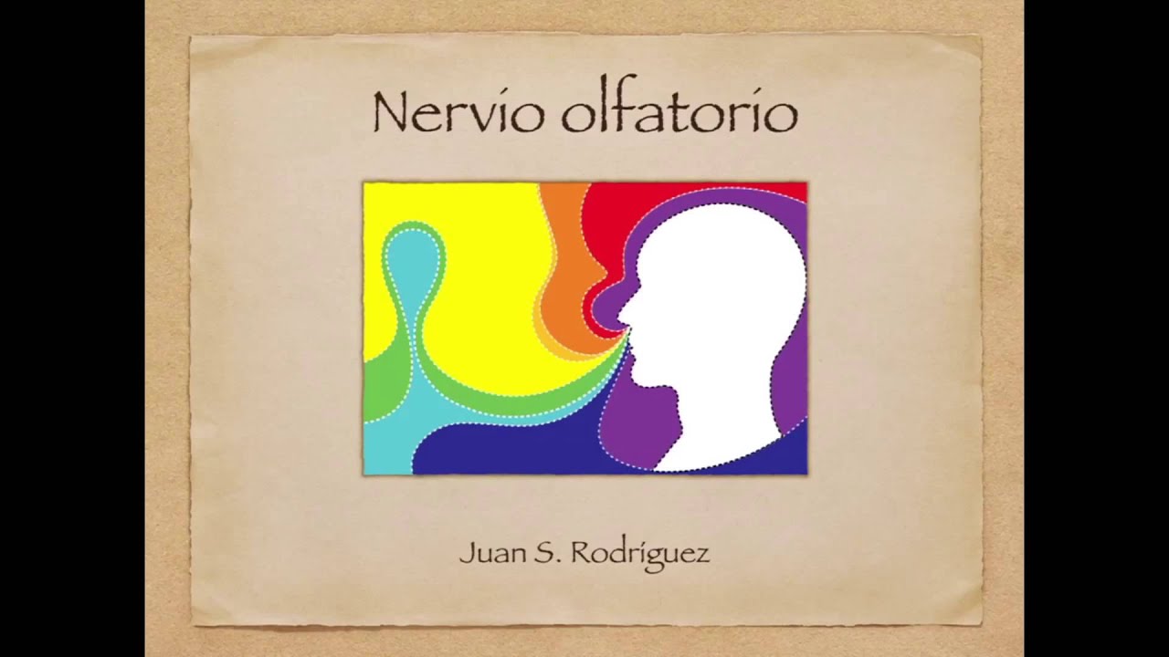 Pares craneales 1: Nervio olfatorio