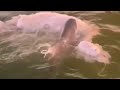 Rare footage of Shark eating a Manatee 🦈