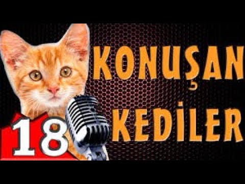 Pisicik TV - Konuşan Kediler 18 - En Komik Kedi Videoları🐱‍👤