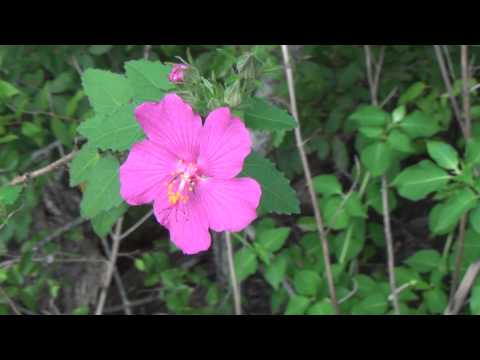 Rock Roses Cistus albidus growing in Austin Tx Shoal Creek