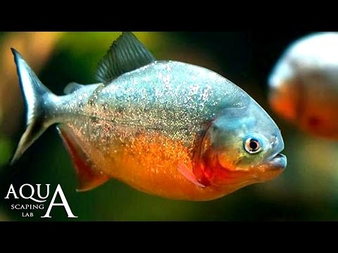 Aquascaping Lab - Piranha Pygocentrus Caribe description/ Piraña Serrasalminae Nattereri descrizione