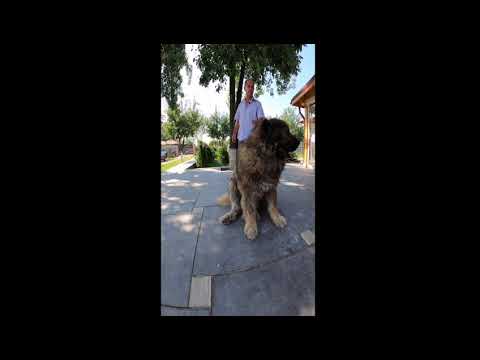 Titan, the largest Caucasian Shepherd, is now 11 years old. Happy Birthday!