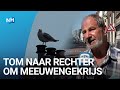 Tom is meeuwengekrijs helemaal zat en stapt naar de rechter