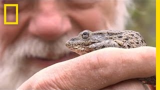 Frog-Licking and Other Florida Wonders | National Geographic