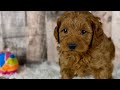 Mini Goldendoodle dogs for sale: Boy Hendrix - 4833 - Video 1