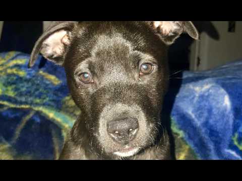 Wonderful Animals — DETHBED 925