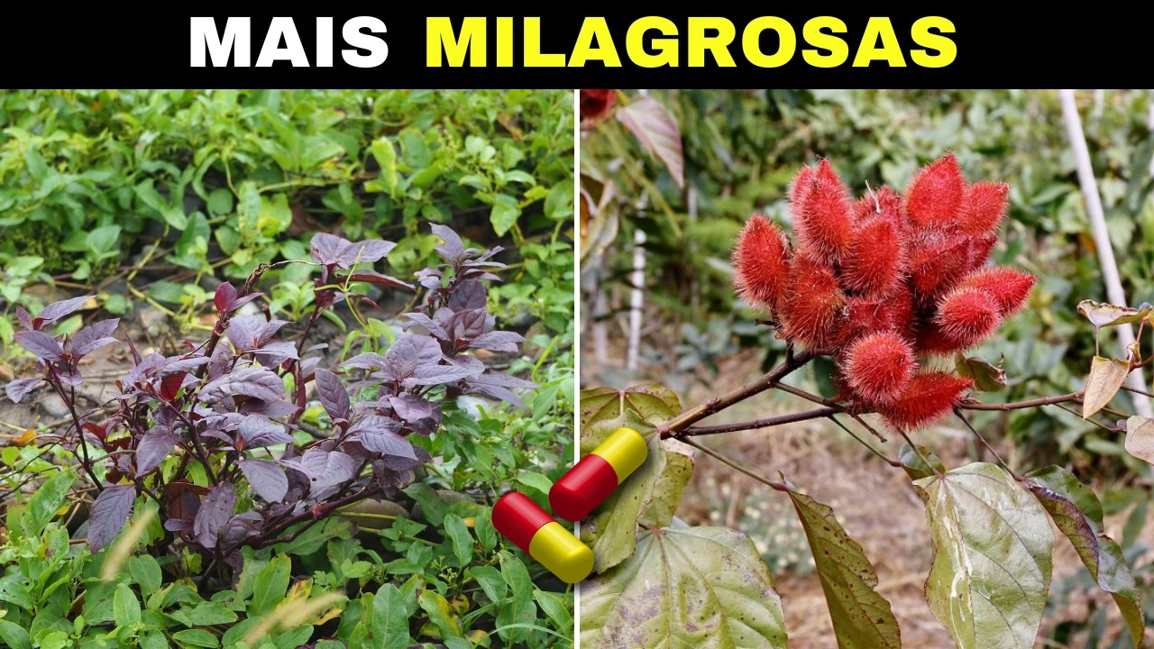 10 Plantas MEDICINAIS e MILAGROSAS Que Você Deve Ter Na Sua CASA (Parte 6)