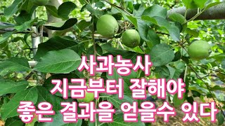 사과농사 지금부터 잘해야 좋은 결과를 얻을수 있다.